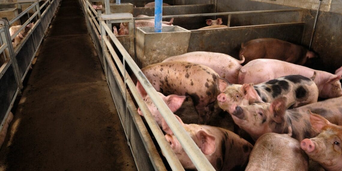 Pork producers who are able to withstand the onslaught will, as in the past, reap the fruits of their patience, believes Dr Pieter Grimbeek, head of the veterinary team at Agri FARMACY SA. Photo: Supplied/Food For Mzansi
