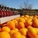 Picklogger is mounted on the clippers used by harvesters and collects location data as workers manually harvest the fruit from the tree. Photo: Supplied/Food For Mzansi