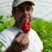 Ed Currie is the man behind the Carolina Reaper. Source/digsouth.com