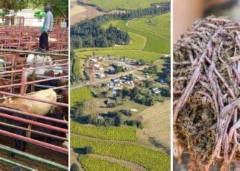 Some of the agriculture events to look out for this week includes the second Kaallaagte cattle auction as well as training in worm farming. Photos: Supplied/Food For Mzansi