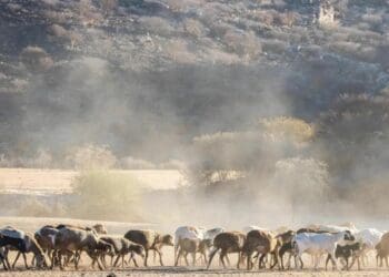 A recent study compiled by research revealed that a large number of farmers had received no official aid after suffering severe disruptions brought on by the global Covid-19 pandemic. Photo: Pixabay/Supplied