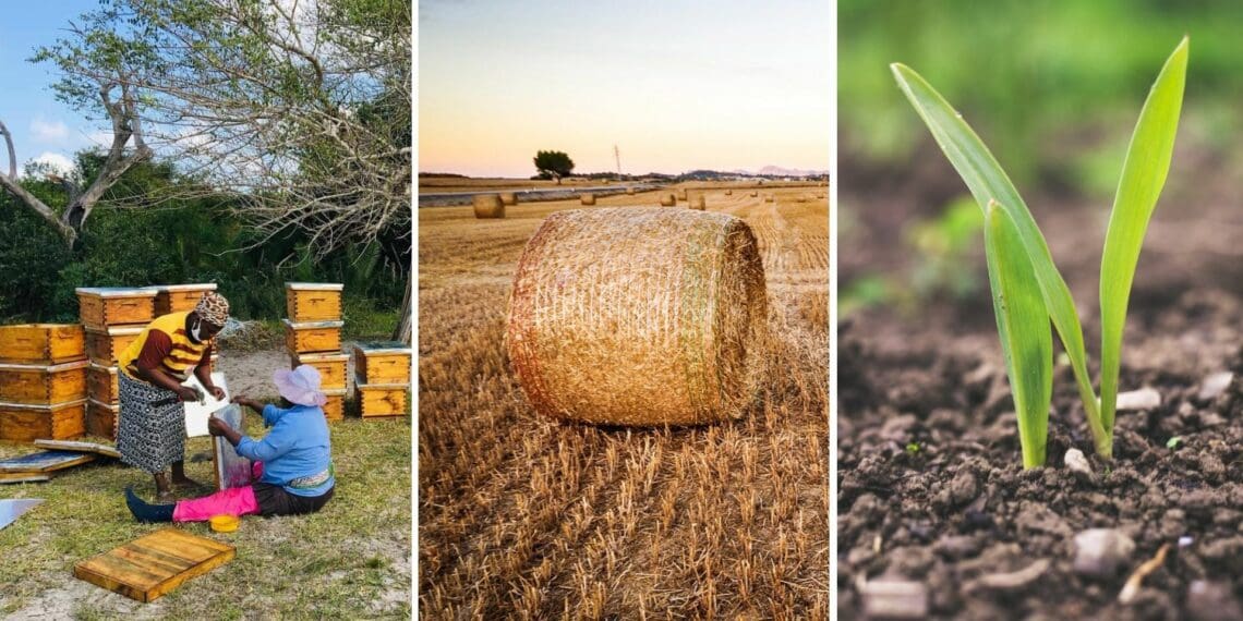 Conference of the Parties (COP15) of the United Nations Convention to Combat Desertification (UNCCD) concludes today (Friday, 20 May). Global leaders are hoping for clear commitments on drought resilience and soil restoration before delegates head home. Photo: Supplied/Food For Mzansi