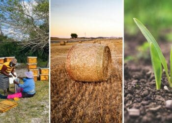 Conference of the Parties (COP15) of the United Nations Convention to Combat Desertification (UNCCD) concludes today (Friday, 20 May). Global leaders are hoping for clear commitments on drought resilience and soil restoration before delegates head home. Photo: Supplied/Food For Mzansi