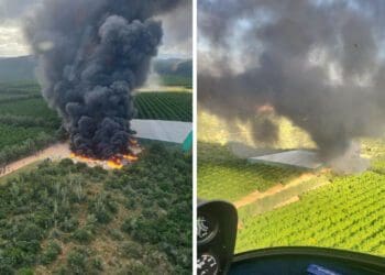 Millions lost in violent protests on citrus farms