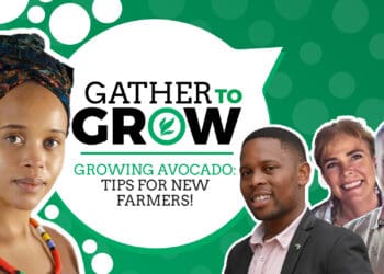 Lauren Strever of amorentia sweet dragon fruit estate and Nursery, Micheal Muller of Muller familie boerdery trust and Stephen Mantsho of the South African avocado growers association. Photo: Supplied/Food For Mzansi