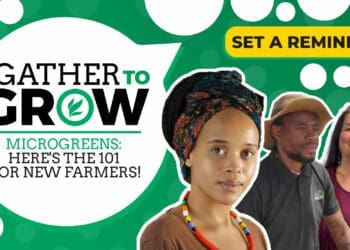 In this week's Gather To Grows twitter session, PJ Phiri, aquaponics horticulturalist and Michele Carelse, founder of feelgood health unpack with hosts Gugulethu Mahlangu and Dawn Noemdoe the 101 on farming for new farmers. Photo: Supplied/Food For Mzansi