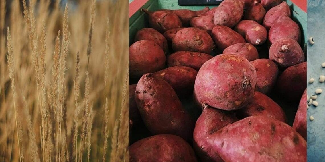 Driving local food security through research