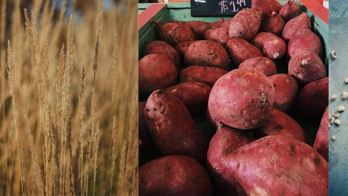 InnoFoodAfrica project brings food security home - Vimarsana News