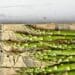 Five essential tips for farming with asparagus