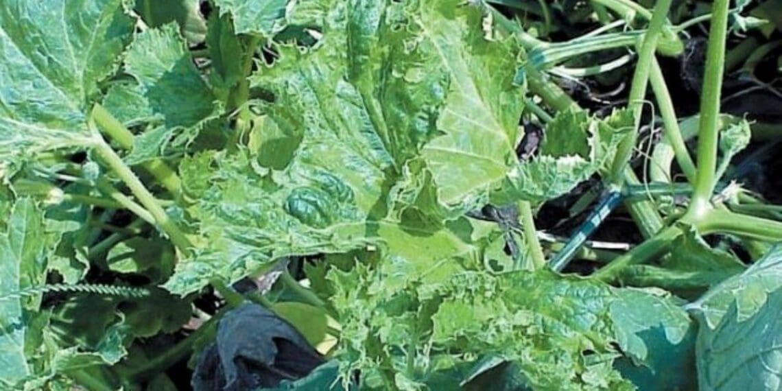 Squash mosaic virus affects certain species of squash and melon, and is spread by beetle. Photo: Supplied/Food For Mzansi
