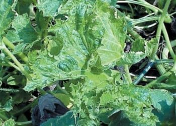 Squash mosaic virus: Watch out for these telling signs