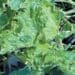 Squash mosaic virus: Watch out for these telling signs