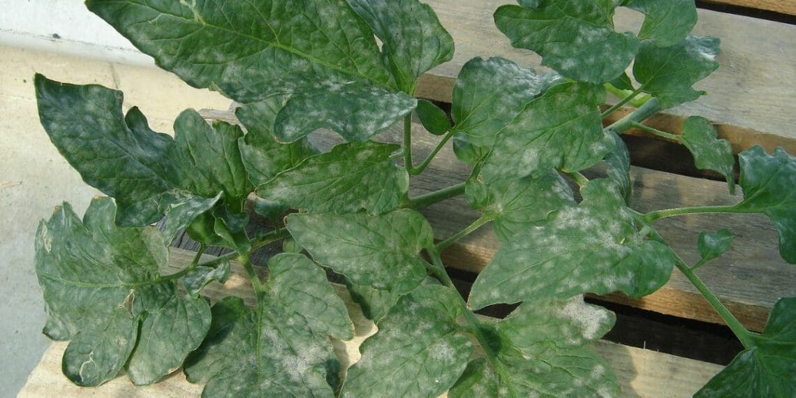 Powdery mildew does not require humid conditions to spread. Photo: Supplied/Food for Mzansi