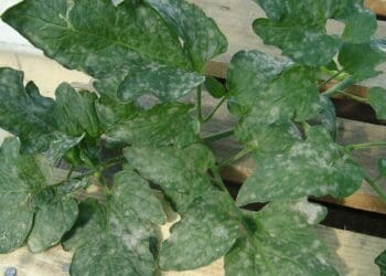 Powdery mildew does not require humid conditions to spread. Photo: Supplied/Food for Mzansi