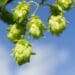 Set up a hydroponic hop yard using these five tips