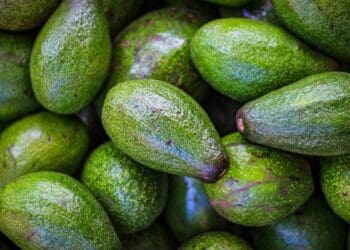 All you need to know about growing avocados