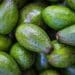 All you need to know about growing avocados