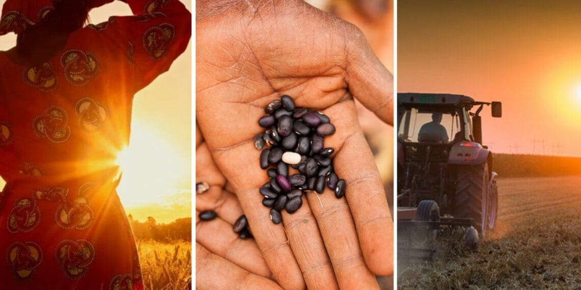 Nobody knows better than farmers know it: how we farm today will shape the future. Photos: Supplied/Food For Mzansi