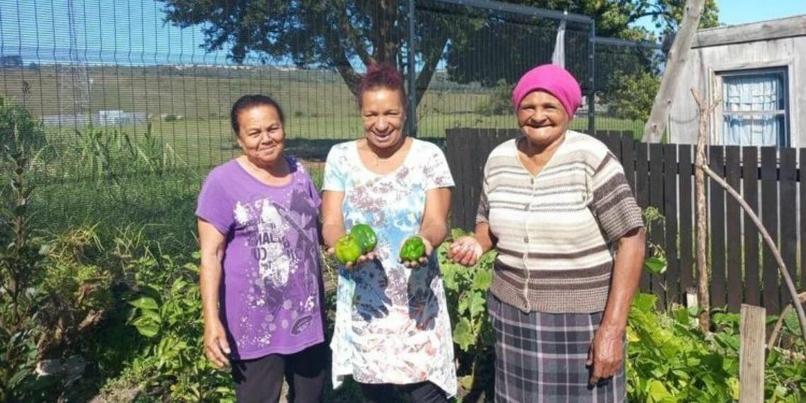 Iris Telmaggiers (fright), Sophie Sauir and Leoni Pasja harvesting green peppers from Sauir’s garden. Photo: Siphokazi Mnyobe