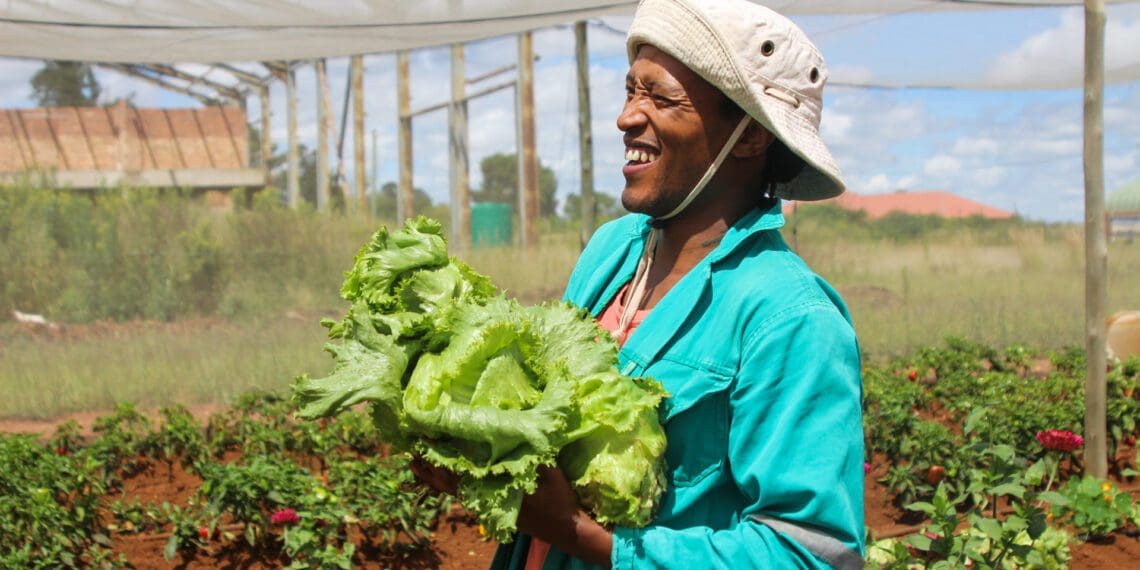 Paballo Khoza is harvesting lettuce on his 6 000 square metre shade-netted farm in Westonaria Agri-Park. Photo: Magnificent Mndebele/Food For Mzansi