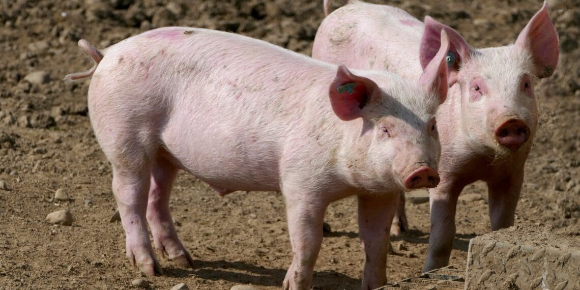 How to keep your pig herd in tip-top shape