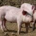 How to keep your pig herd in tip-top shape