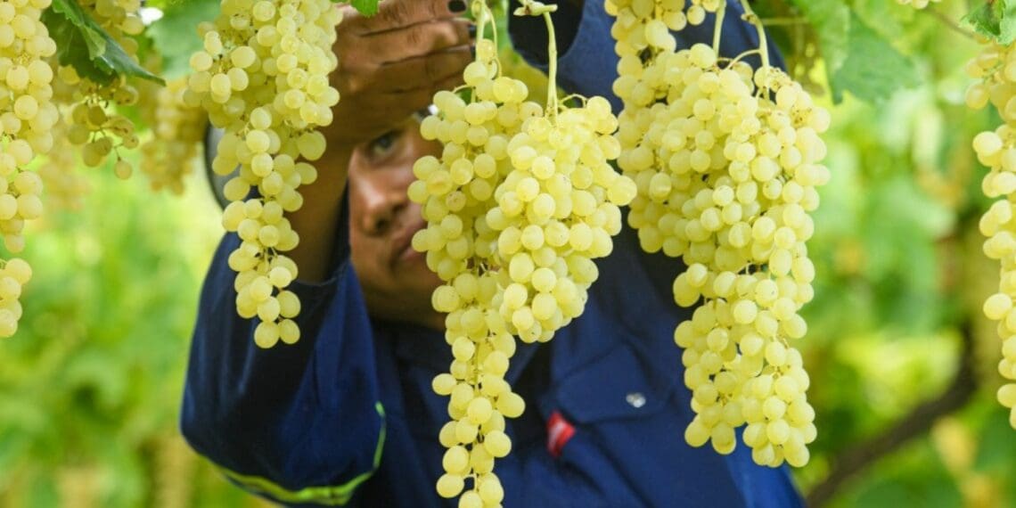 Up-and-coming raisin farmers in the Northern Cape is set to benefit from an investment made by the Kgadiso Development Fund. Photo: Supplied/Food For Mzansi