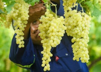 Up-and-coming raisin farmers in the Northern Cape is set to benefit from an investment made by the Kgadiso Development Fund. Photo: Supplied/Food For Mzansi