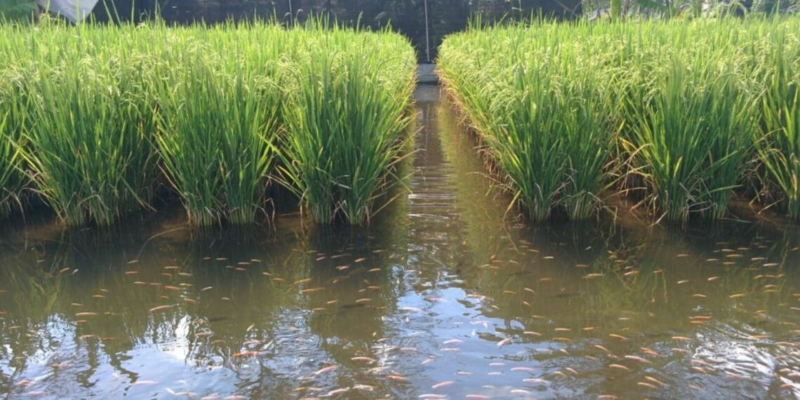 Rice-fish farming began in China and other parts of Asia. Photo: Supplied/Kembangraps