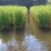 Rice-fish farming began in China and other parts of Asia. Photo: Supplied/Kembangraps