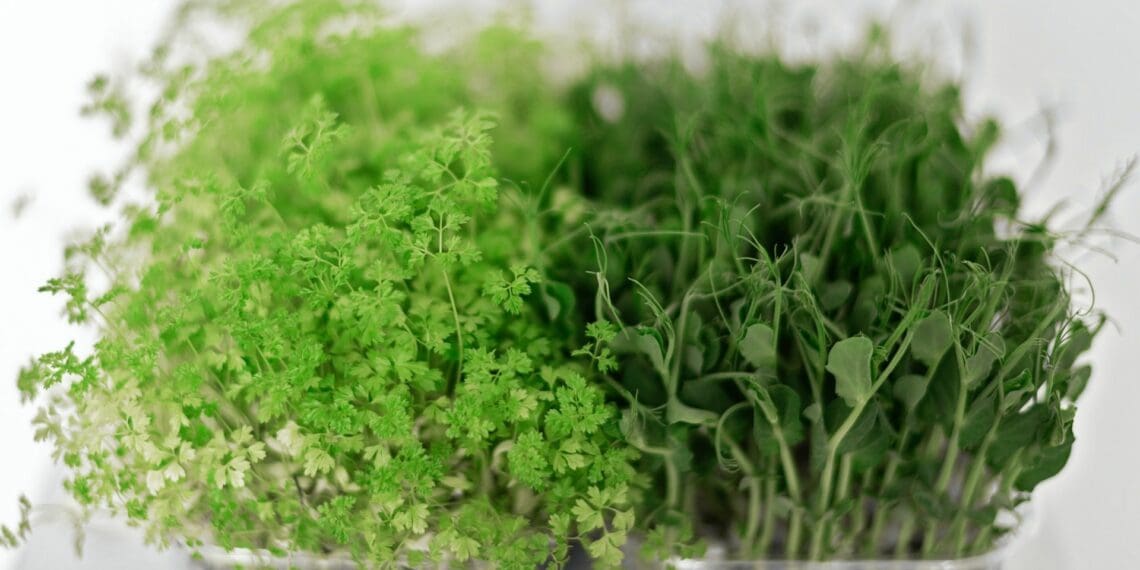 Sprouts are rich in a number of important nutrients. While the specific ratio of nutrients varies depending on the type of sprout, they generally contain high levels of folate, magnesium, phosphorus and vitamin K. Pictured: Ayanda Siphosothando Satula. Photo: Mikhail Nilov/Pexels