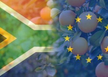 European member countries have approved new shipping rules that might prevent large numbers of South African oranges from reaching European consumers. Photos: Supplied/Food For Mzansi