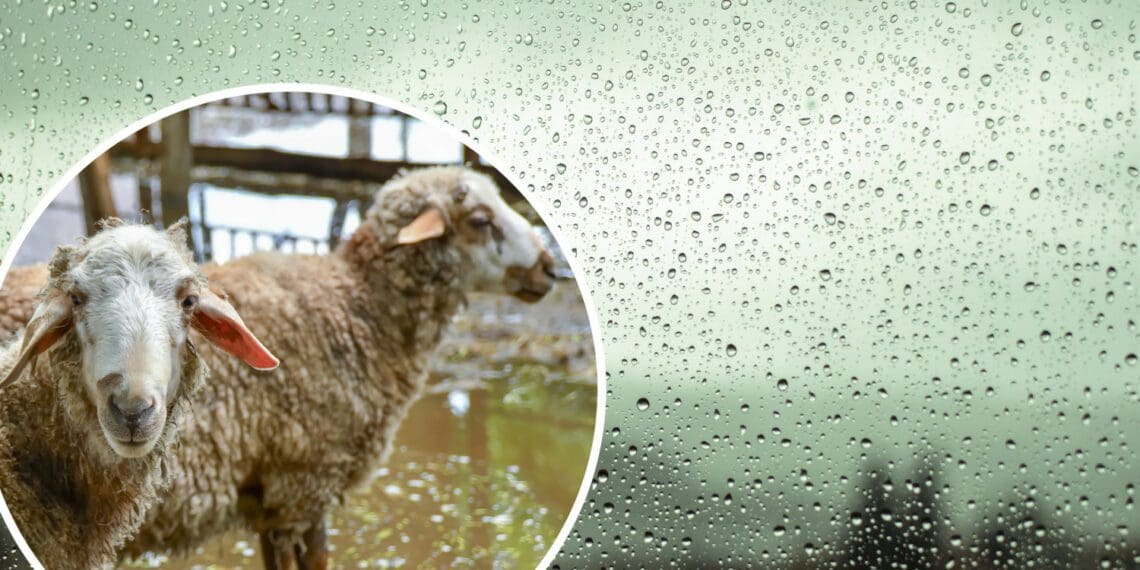 Winter weather is coming, and farmers are advised to stay informed and to prepared as best they could to safeguard their fields and animals. Photo: Supplied/Food For Mzansi