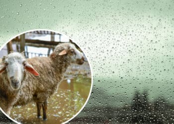 Winter weather is coming, and farmers are advised to stay informed and to prepared as best they could to safeguard their fields and animals. Photo: Supplied/Food For Mzansi