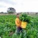 Blooming Limpopo farmer happily answers her calling
