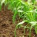 The system and approach of conservation agriculture is key in advancing adopted sustainable development goals on sustainable agriculture, climate change adaptation and mitigation and land degradation neutrality. Photo: Supplied/Food For Mzansi