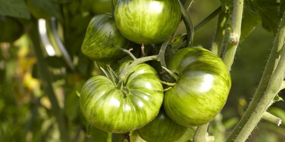 Look ... Stripey, green tomatoes with a lotta zing!
