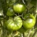 Look ... Stripey, green tomatoes with a lotta zing!