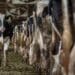 Despite an 'alarming' drop in milk consumption and skyrocketing input costs, the number of dairy farmers leaving the industry seems to be dropping. While the Milk Producers' Organisation are somewhat encouraged by this, there is little good news for the small-scale farmers who are being forced out of the industry by market forces