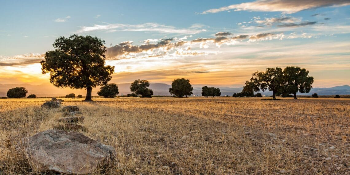 Kenyan president Uhuru Kenyatta has announced that Kenya will now be using agricultural land from parastatals and giving it to private companies to prioritise the production of food and cash crops. Photo: Supplied/Unsplash