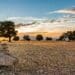 Kenyan president Uhuru Kenyatta has announced that Kenya will now be using agricultural land from parastatals and giving it to private companies to prioritise the production of food and cash crops. Photo: Supplied/Unsplash