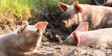 Pork enjoys popularity thanks to its price point compared to other red meats on the market. Photo: Supplied/Food For Mzansi