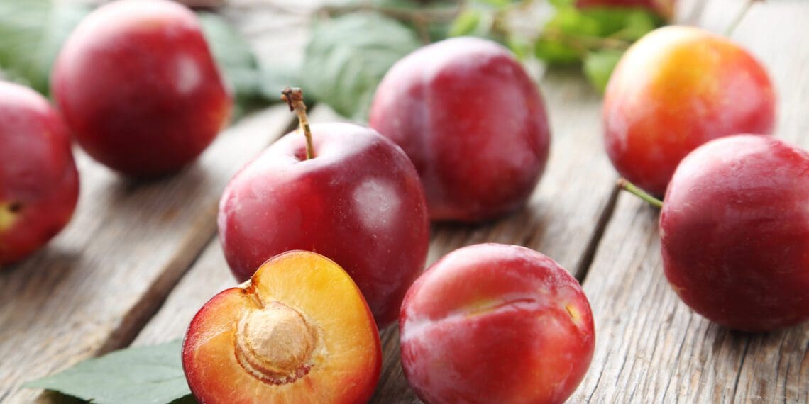 Export prospects were especially good for South African plums this year. That was only until the fruit passed through the farm gates. Photo: Supplied/Food For Mzansi
