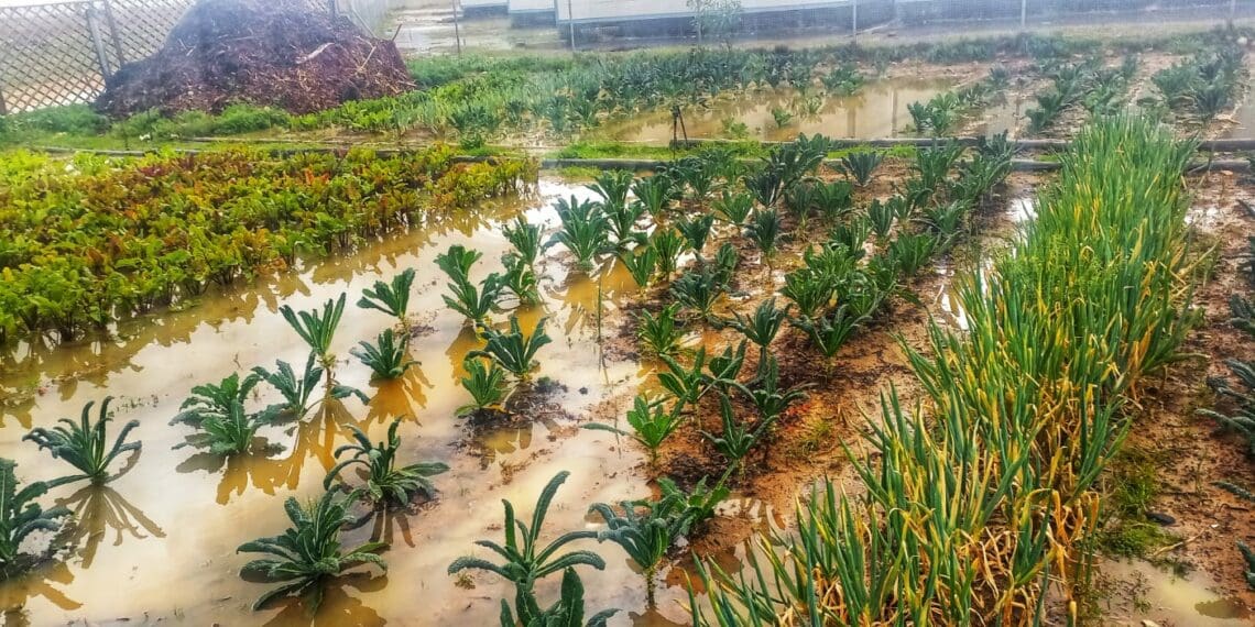Even if Mawande Sigwinta is able to save his half-drowned vegetables, the quality will not be the same as before. Photo: Supplied/Food For Mzansi