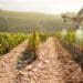 Research has revealed that less than three in 10 farmers in the upper parts of Africa use technology. Photo: Supplied/Food For Mzansi