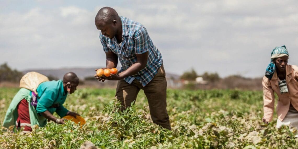 Burundi takes the lead in subsidising farmers