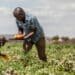 Burundi takes the lead in subsidising farmers