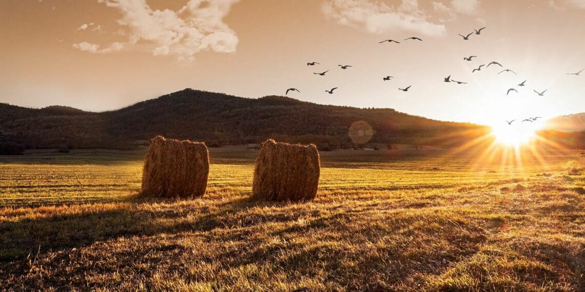 Agbiz Congress 2022 is one of the major events on the food, feed, fibre and beverage sectors’ agenda in South Africa. This year's congress is hoped to imagine solutions to key challenges the sector is facing. Photo: Supplied/Food For Mzansi