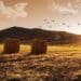 Agbiz Congress 2022 is one of the major events on the food, feed, fibre and beverage sectors’ agenda in South Africa. This year's congress is hoped to imagine solutions to key challenges the sector is facing. Photo: Supplied/Food For Mzansi