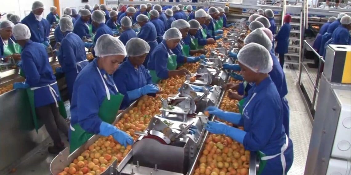 Langeberg & Ashton Foods provides employment for around 250 permanent and 4 300 seasonal staff. Photo: Supplied